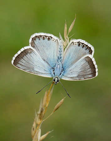 Chalk Hill Blue Polyommatus coridon