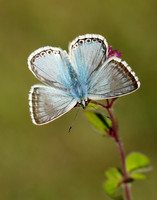 Chalk Hill Blue Polyommatus coridon