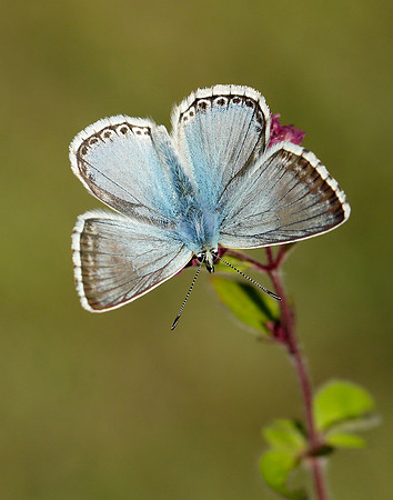 Chalk Hill Blue Polyommatus coridon