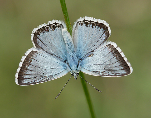 Chalk Hill Blue Polyommatus coridon