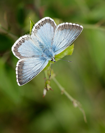 Chalk Hill Blue Polyommatus coridon