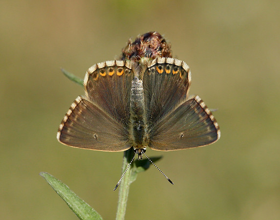 Chalk Hill Blue Polyommatus coridon
