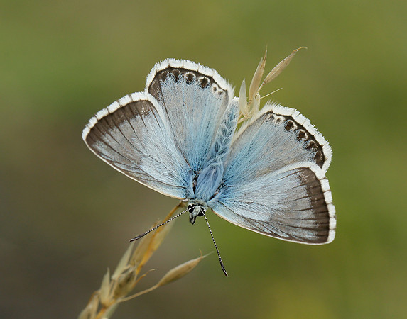 Chalk Hill Blue Polyommatus coridon