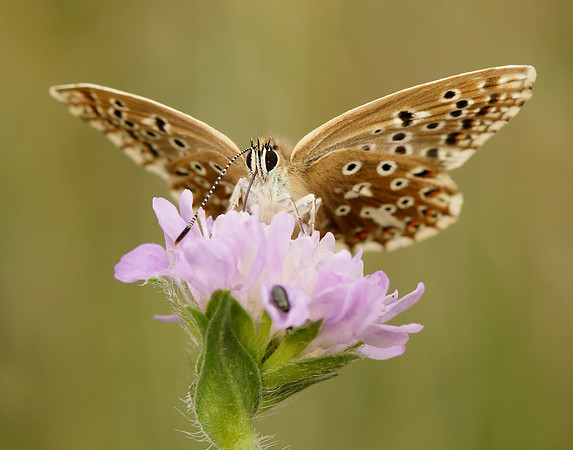 Chalk Hill Blue Polyommatus coridon