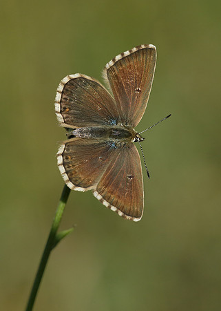Chalk Hill Blue Polyommatus coridon