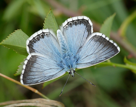 Chalk Hill Blue Polyommatus coridon