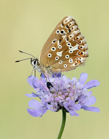 Chalk Hill Blue Polyommatus coridon