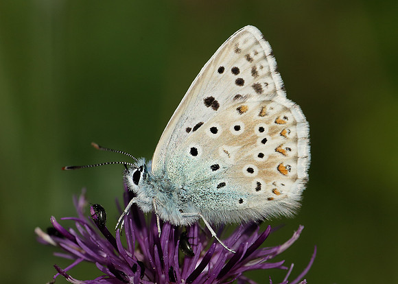 Chalk Hill Blue Polyommatus coridon