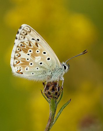 Chalk Hill Blue Polyommatus coridon