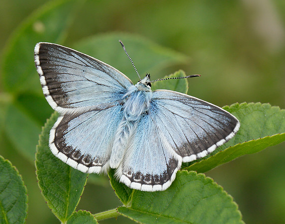 Chalk Hill Blue Polyommatus coridon