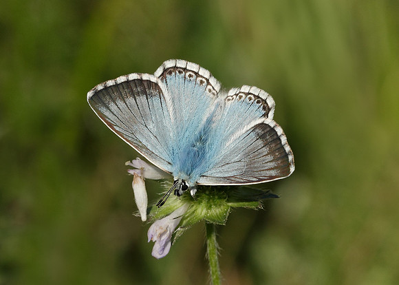 Chalk Hill Blue Polyommatus coridon
