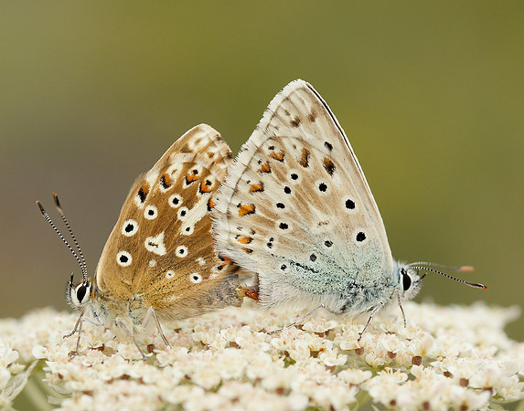 Chalk Hill Blue Polyommatus coridon