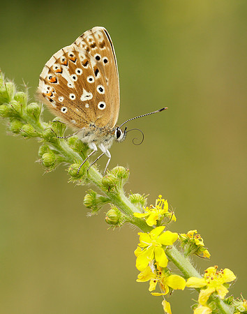 Chalk Hill Blue Polyommatus coridon