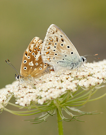 Chalk Hill Blue Polyommatus coridon