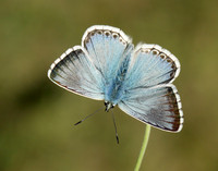 Chalk Hill Blue Polyommatus coridon