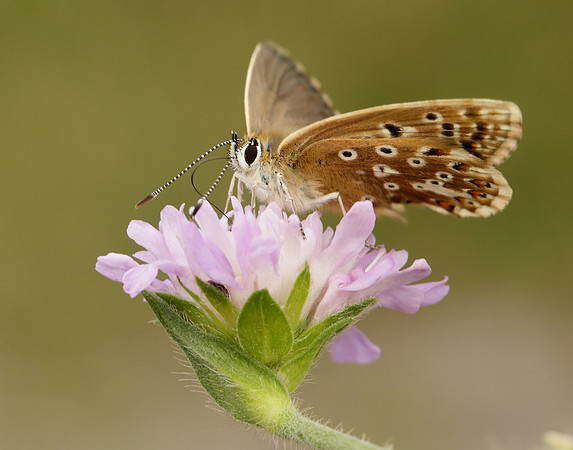 Chalk Hill Blue Polyommatus coridon