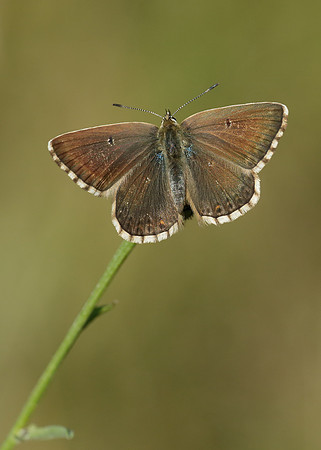 Chalk Hill Blue Polyommatus coridon