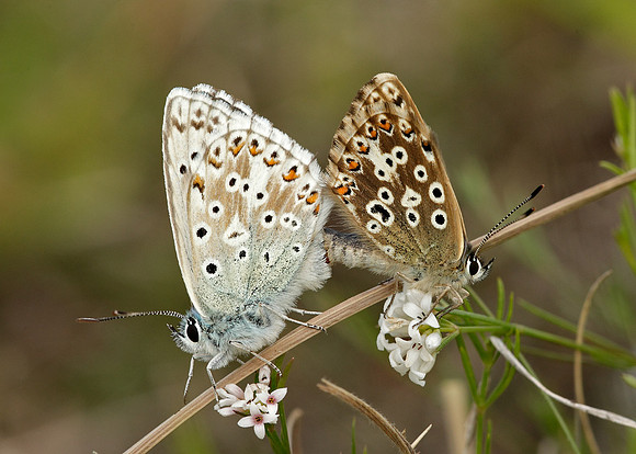 Chalk Hill Blue Polyommatus coridon