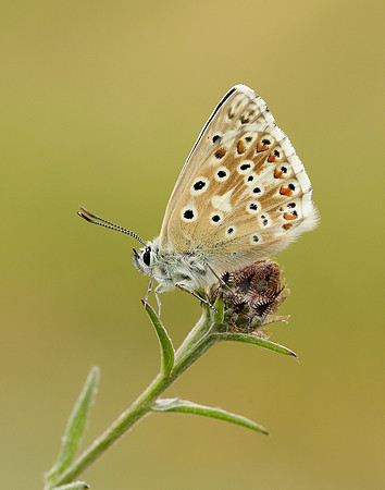 Chalk Hill Blue Polyommatus coridon