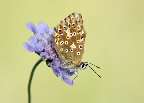 Chalk Hill Blue Polyommatus coridon