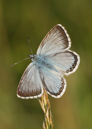 Chalk Hill Blue Polyommatus coridon