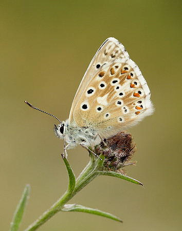 Chalk Hill Blue Polyommatus coridon