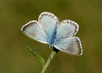 Chalk Hill Blue Polyommatus coridon