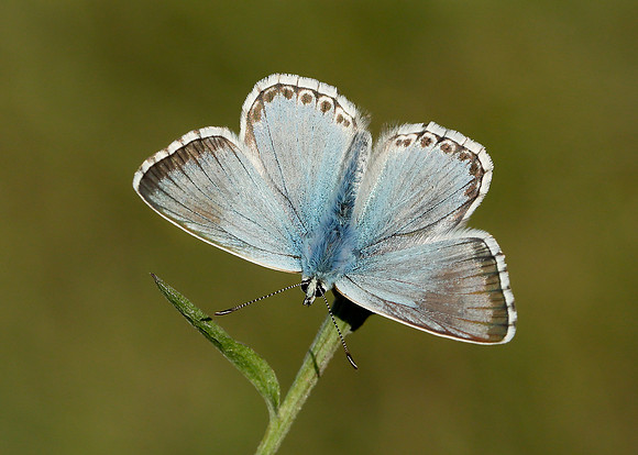 Chalk Hill Blue Polyommatus coridon