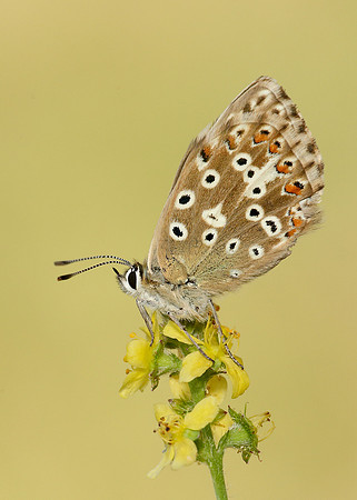 Chalk Hill Blue Polyommatus coridon