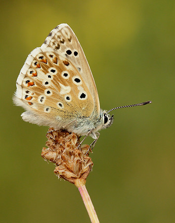 Chalk Hill Blue Polyommatus coridon