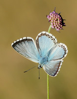 Chalk Hill Blue Polyommatus coridon