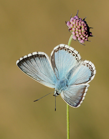 Chalk Hill Blue Polyommatus coridon