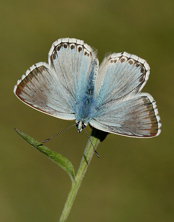Chalk Hill Blue Polyommatus coridon
