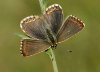 Chalk Hill Blue Polyommatus coridon