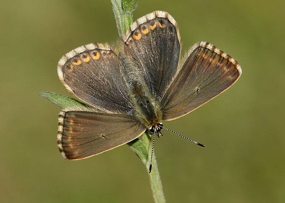 Chalk Hill Blue Polyommatus coridon