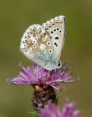 Chalk Hill Blue Polyommatus coridon