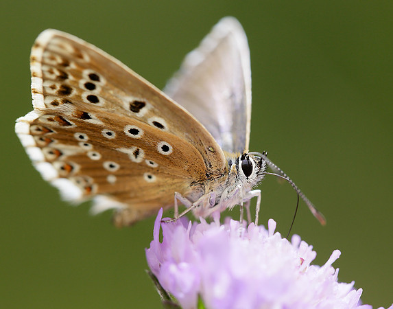 Chalk Hill Blue Polyommatus coridon