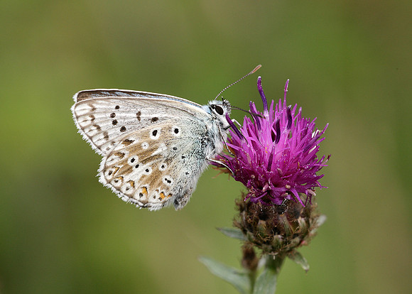 Chalk Hill Blue Polyommatus coridon