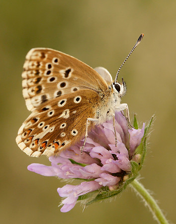Chalk Hill Blue Polyommatus coridon