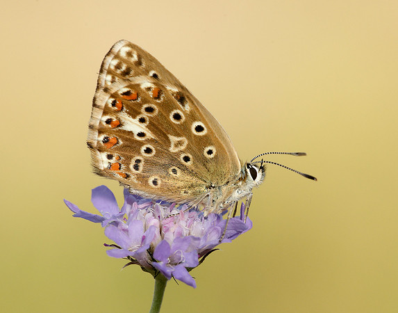 Chalk Hill Blue Polyommatus coridon