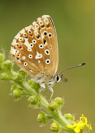 Chalk Hill Blue Polyommatus coridon