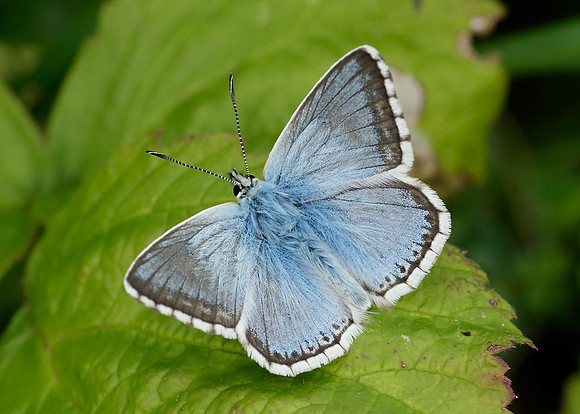 Chalk Hill Blue Polyommatus coridon