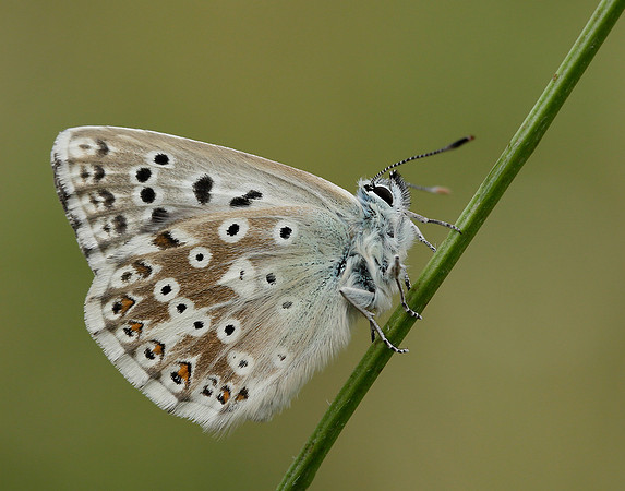 Chalk Hill Blue Polyommatus coridon
