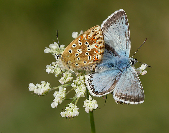 Chalk Hill Blue Polyommatus coridon