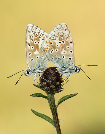 Chalk Hill Blue Polyommatus coridon