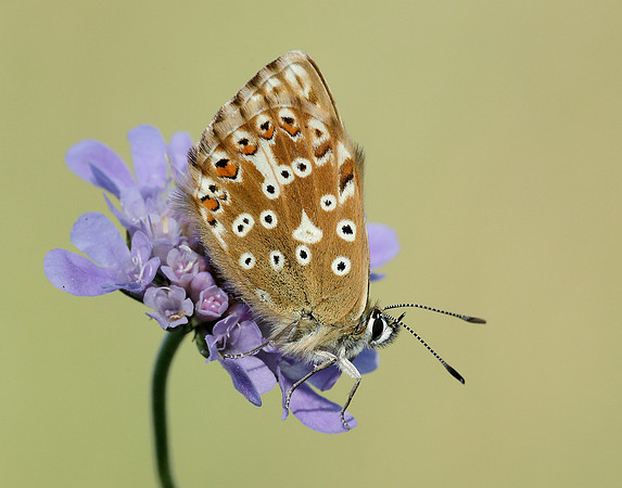 Chalk Hill Blue Polyommatus coridon