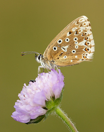Chalk Hill Blue Polyommatus coridon