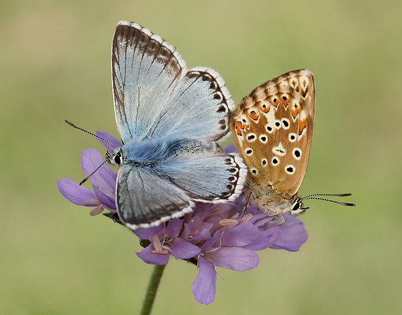 Chalk Hill Blue Polyommatus coridon