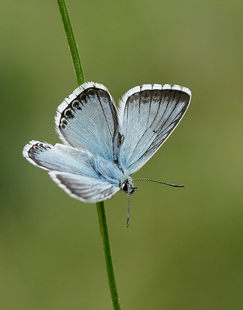 Chalk Hill Blue Polyommatus coridon