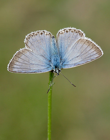 Chalk Hill Blue Polyommatus coridon
